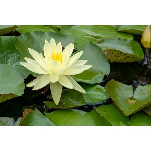 Horton, Janet 아티스트의 Boothbay Harbor-Maine-USA Coastal Maine Botanical Gardens Yellow Water Lily (Nymphea Mexicana)작품입니다.